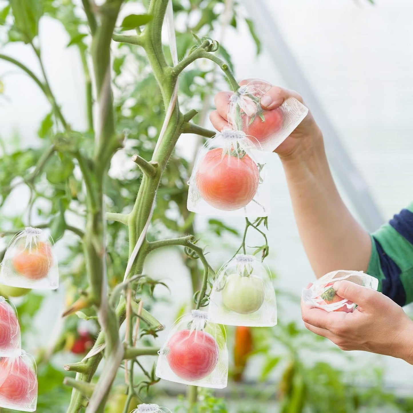 Fruit Protection Bags